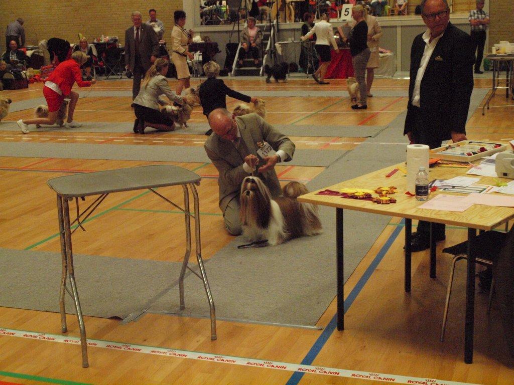 Shih Tzu Danmark